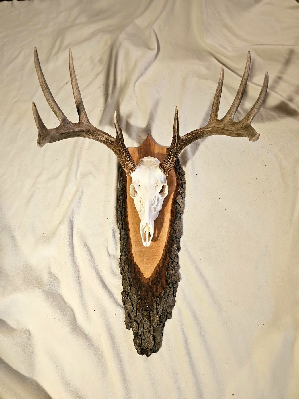 A wooden display rack holding several whitened euro skulls